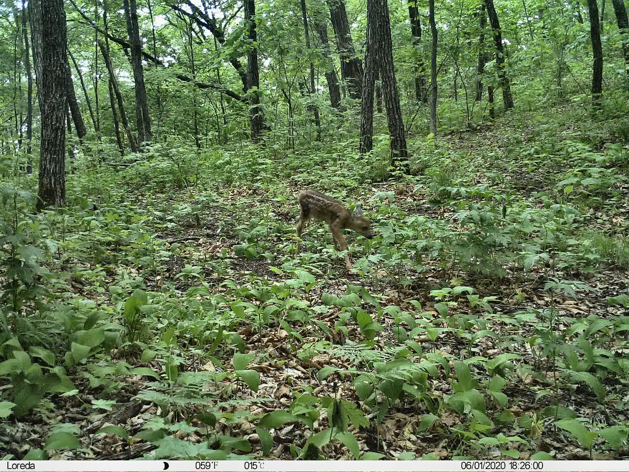 Phenotrap image 12