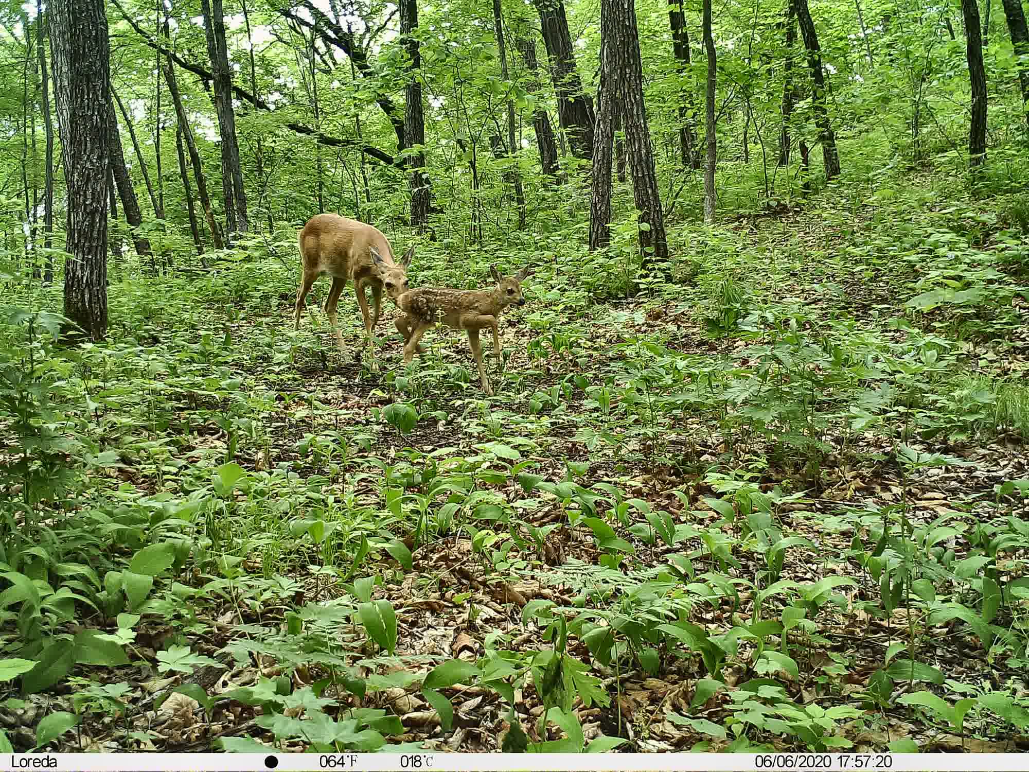Phenotrap image 13