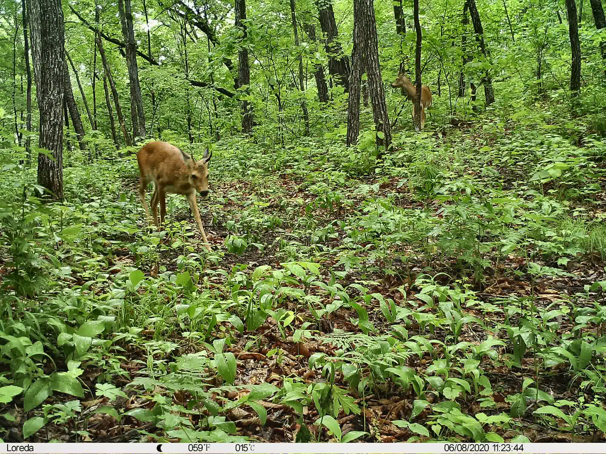 Phenotrap image 14