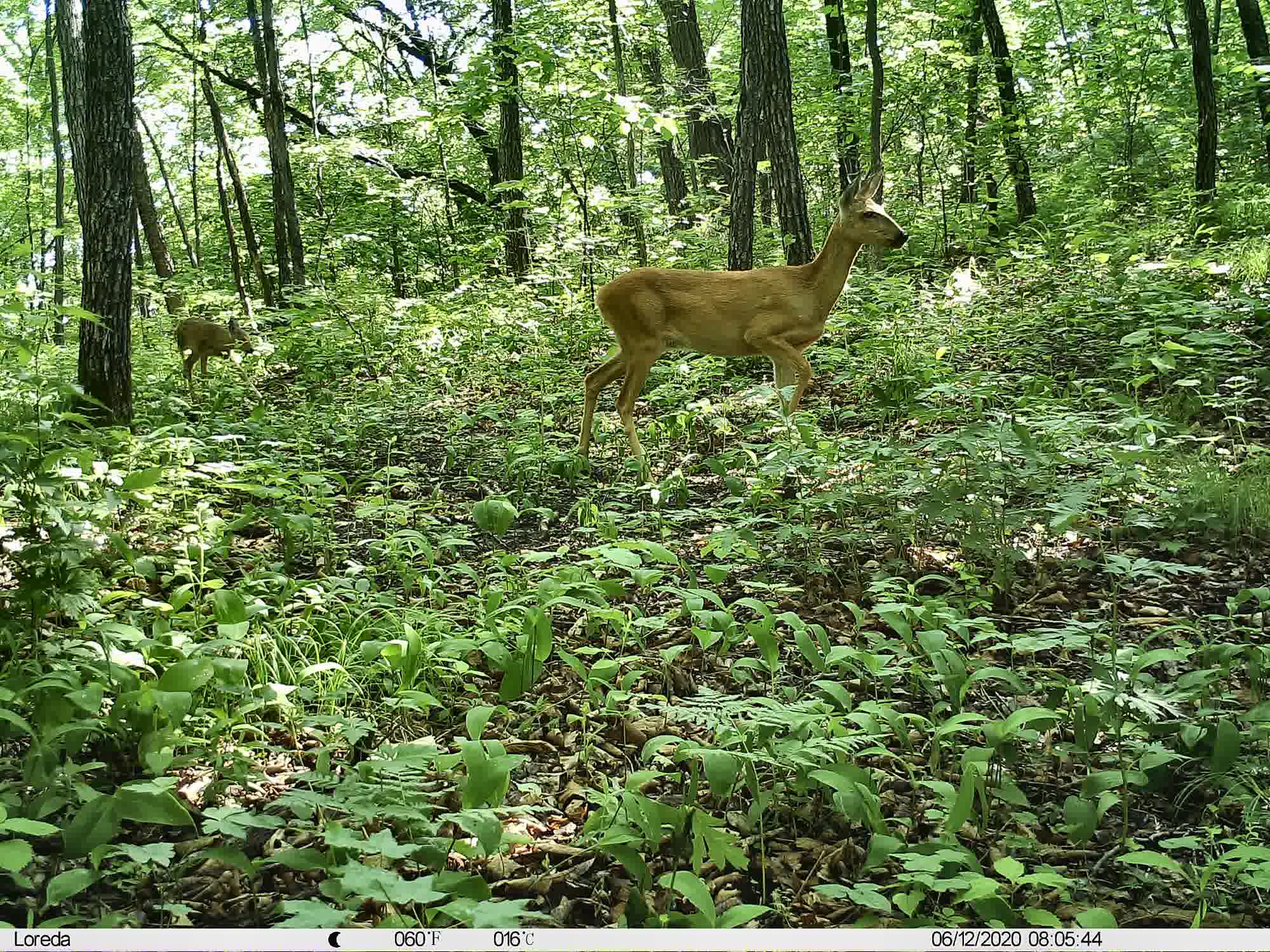 Phenotrap image 15