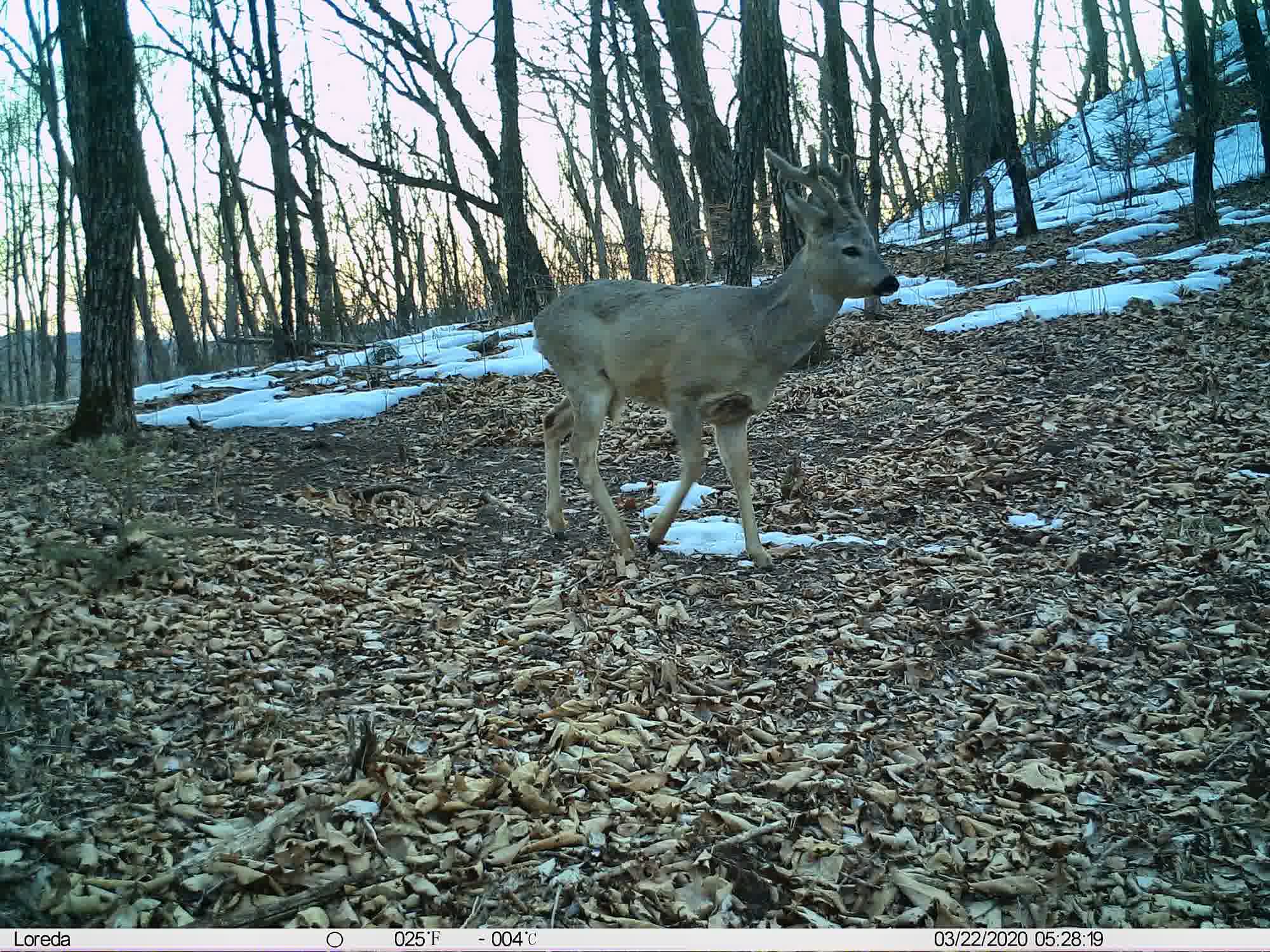 Phenotrap image 2