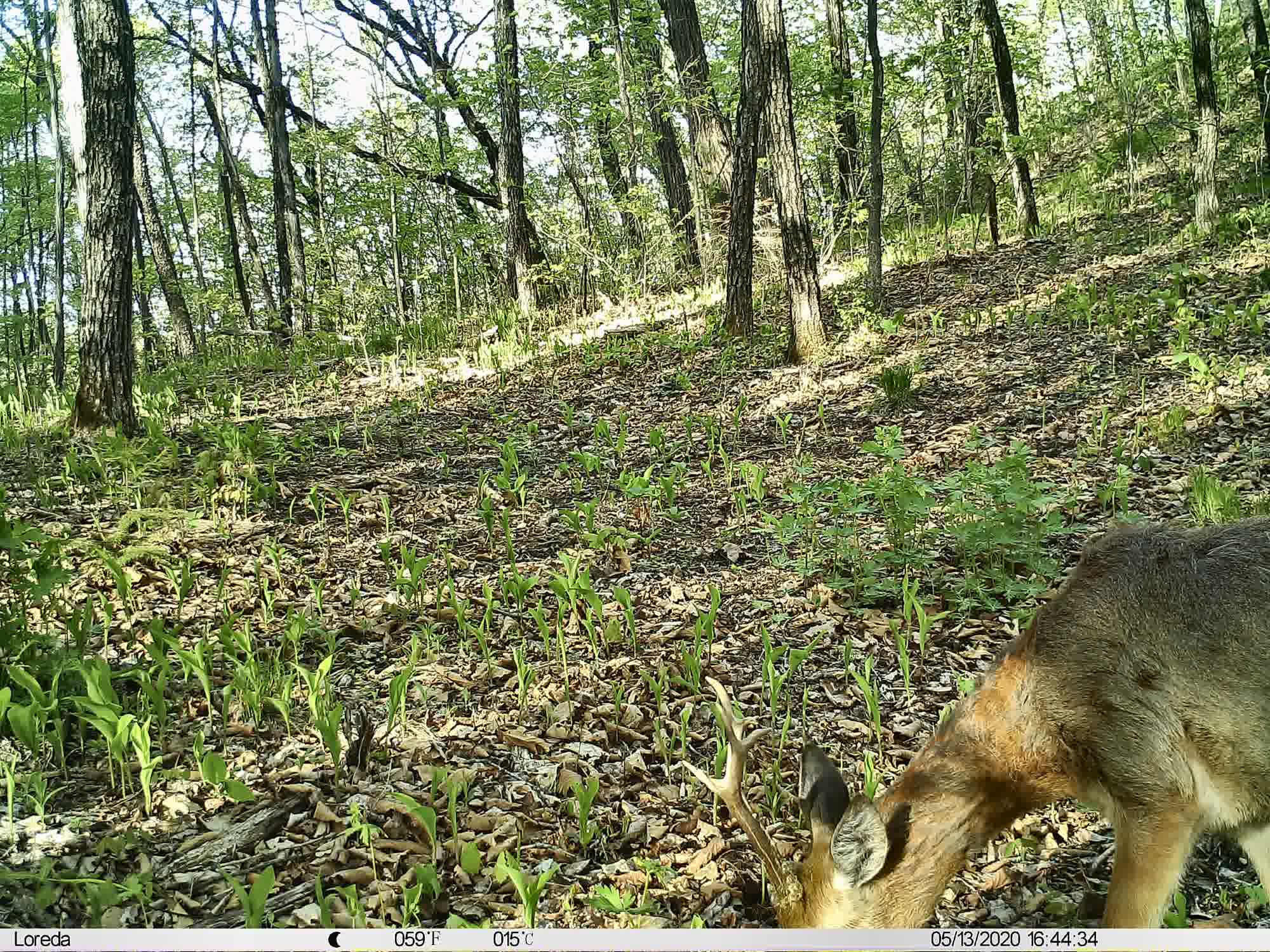 Phenotrap image 7