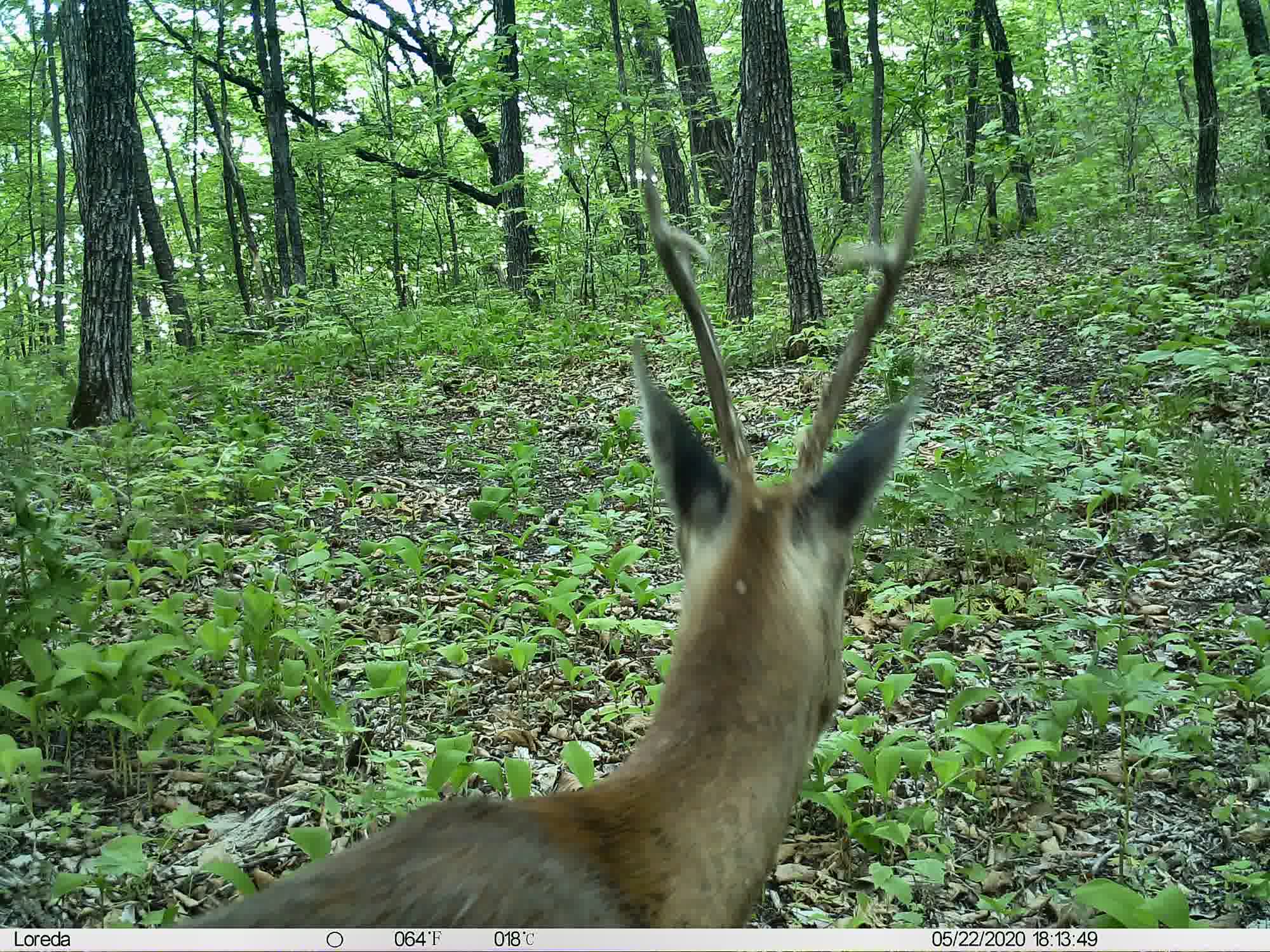 Phenotrap image 9